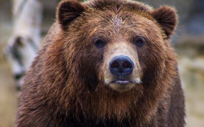 We’re in a Bear Market! What Happens Next?